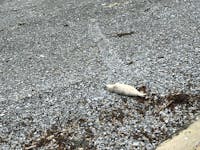 A baby seal on a beach