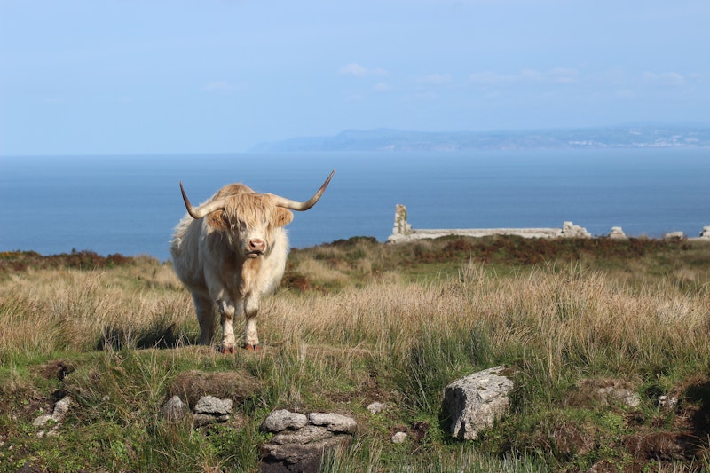 A highland cow that looks like Boris Johnson