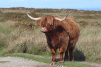 A fine highland cow